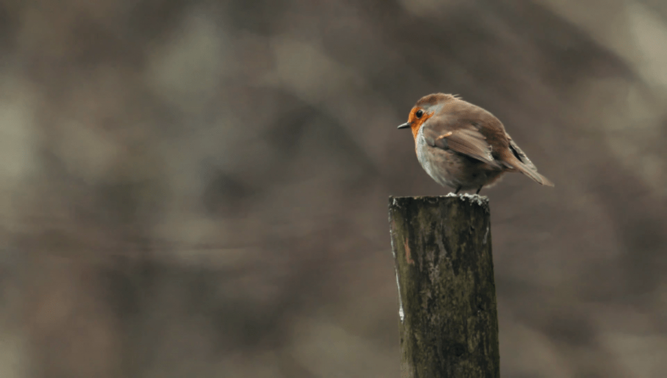 Volkswagen Commercial Vehicles - 2018 Amarok - Shoot the Company - image 6