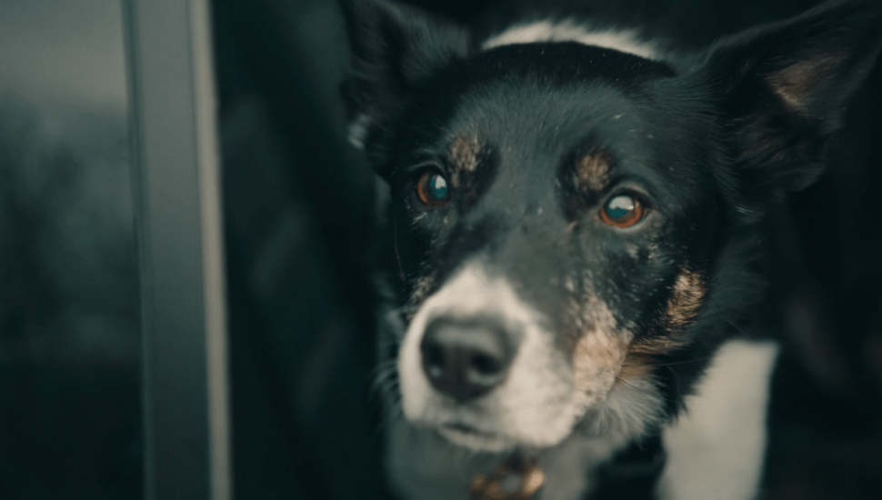 Volkswagen Commercial Vehicles - 2018 Amarok - Shoot the Company - image 7